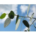 Eucalyptus leaves