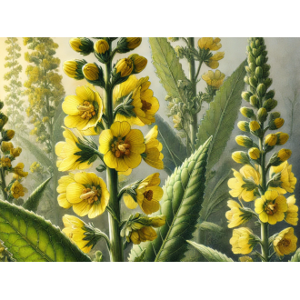 Mullein flower 30g