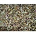 Jó Reggelt Tea 50g + 20% ingyen Rosmarinus 1 - Rosmarinus (koreni-krumlov.cz / platce DPH) 