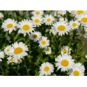 Chamomile Flower