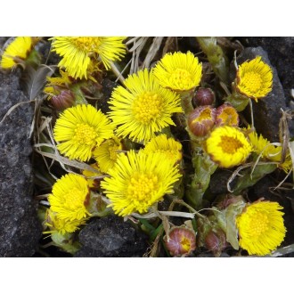 Coltsfoot leaves