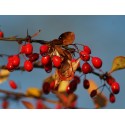 Barberry bark