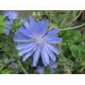 Chicory stem