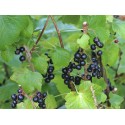 Blackcurrants leaves