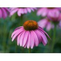 Echinacea stem